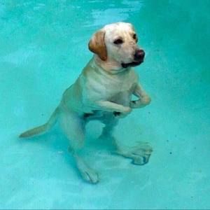 Meet your Posher, Todd